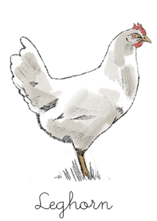 Leghorn