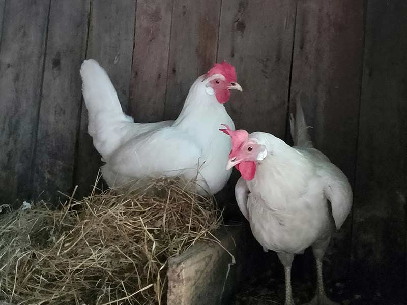 Poules interagissant dans un poulailler, illustrant leur comportement social et leur hiérarchie naturelle.