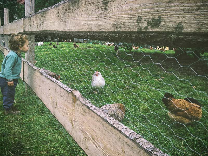 Enfants impliqués dans l’élevage des poules, remplissant les mangeoires et ramassant les œufs en toute sécurité.