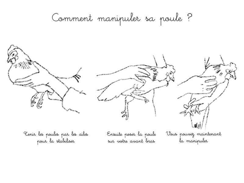 Comment manipuler vos poules avec douceur et sécurité