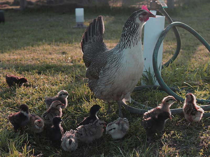 Poules dans un poulailler propre recevant des soins adaptés pour garantir leur bien-être et leur santé.